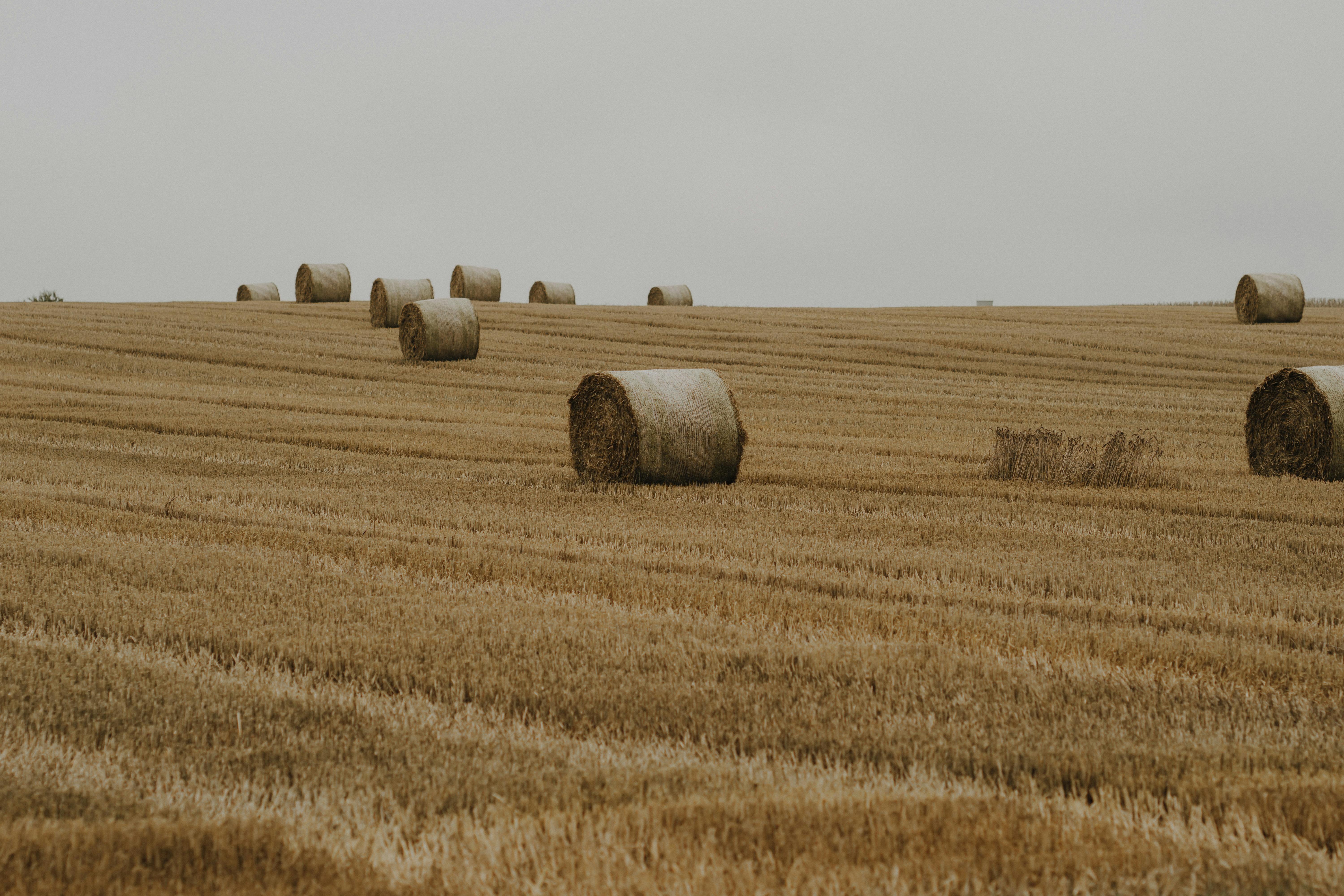 Hay Bale (Large)