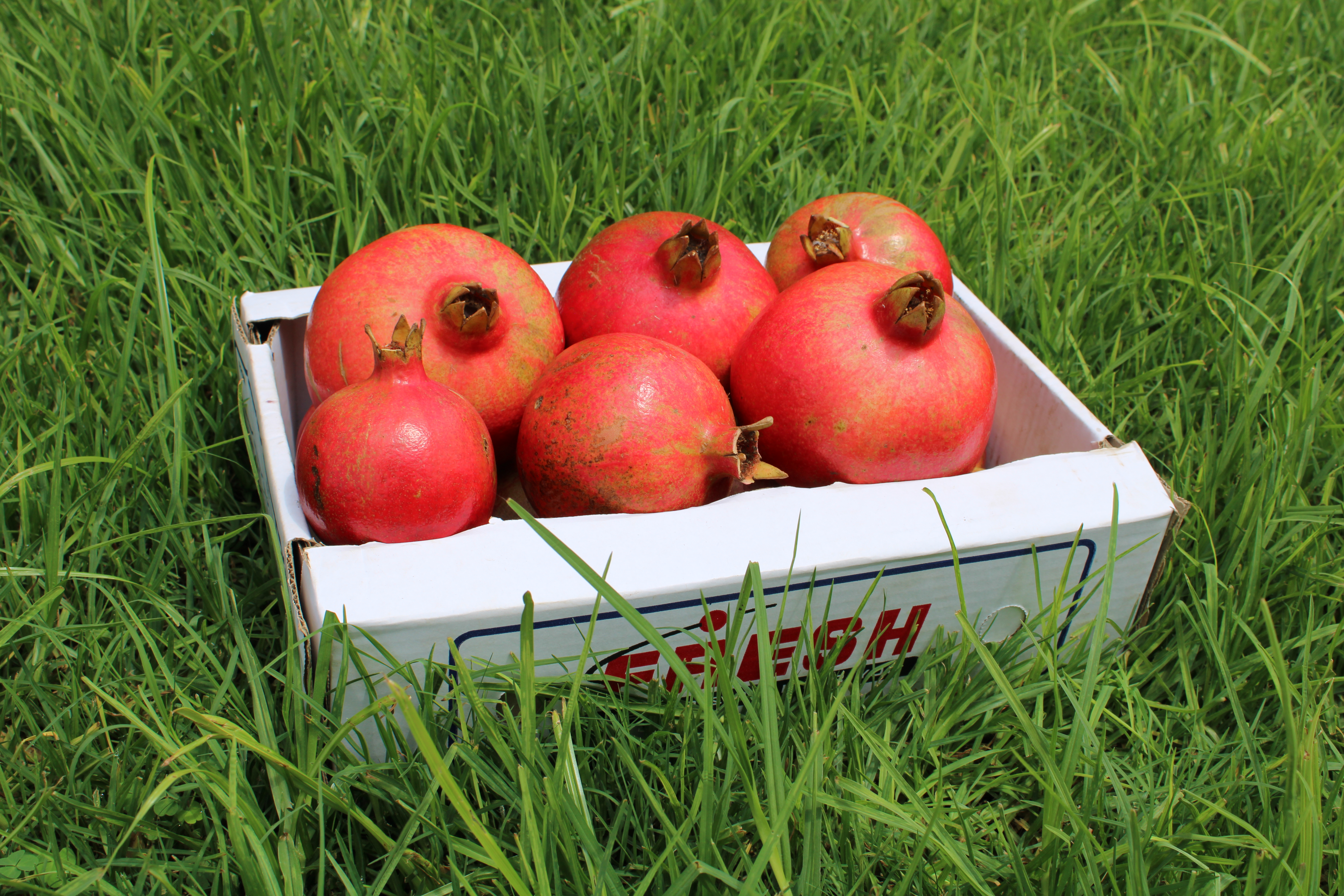 Pomegranates (kg)