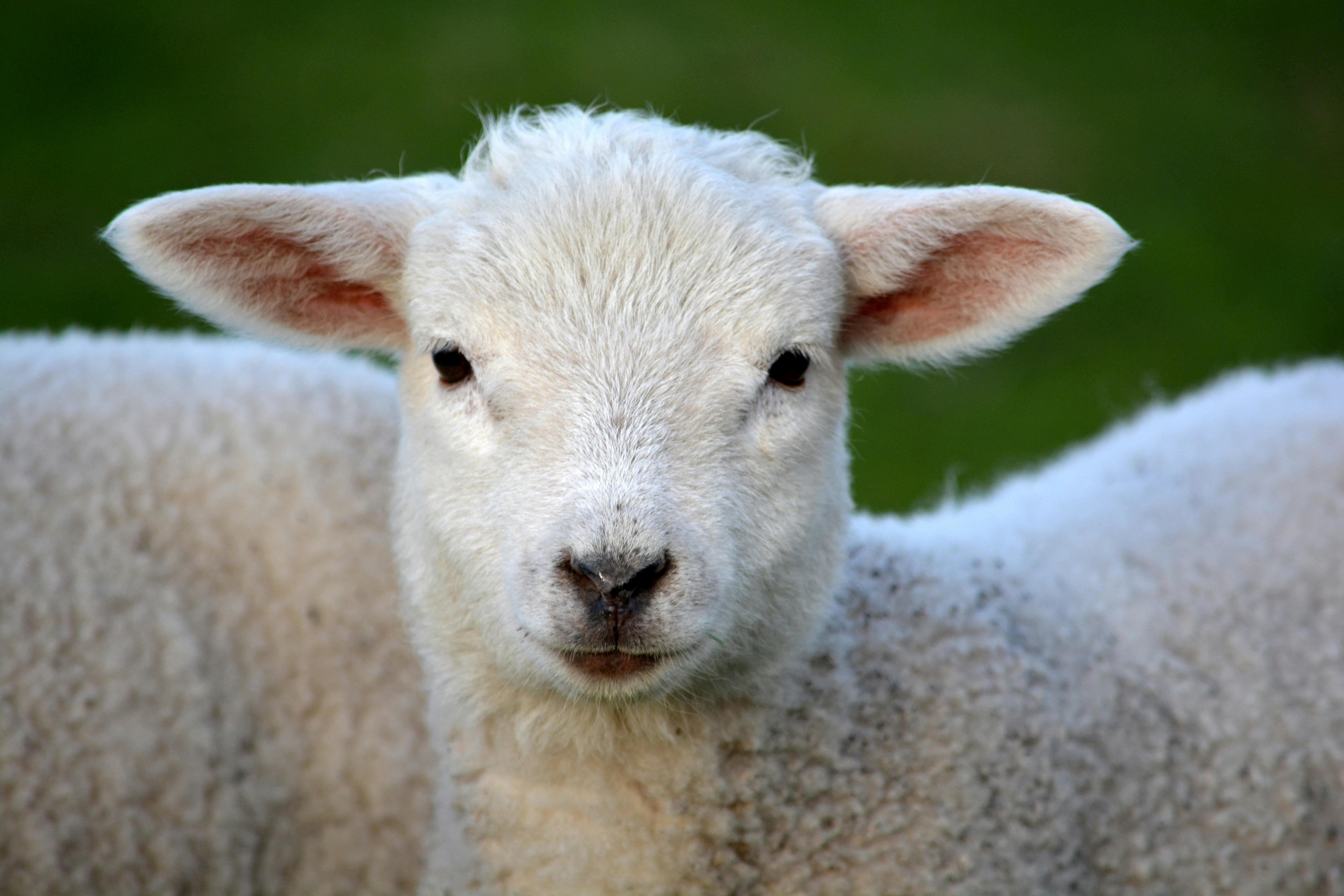 Lamb (per kg)